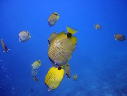 Milletseed Butterfly Fish downward diving. Maui, Hawaii. by Lisa Lappe 